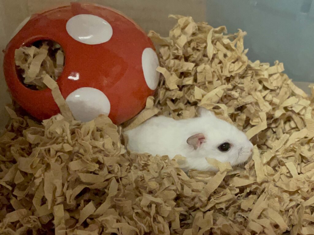 ハム公🐹（仮名）観察日記547：ハム公🐹（仮名）最近は落ち着いてから餌を食べてるらしい