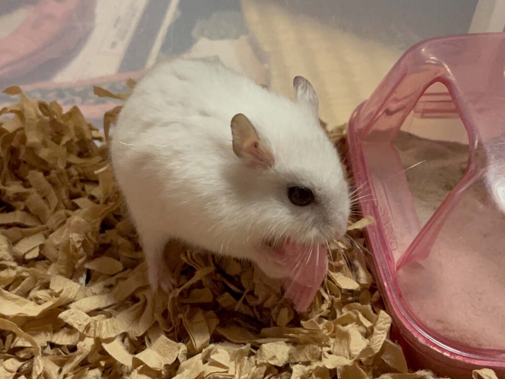 ハム公🐹（仮名）観察日記551：ハム公🐹（仮名）おやつのイチゴ🍓ウェハース