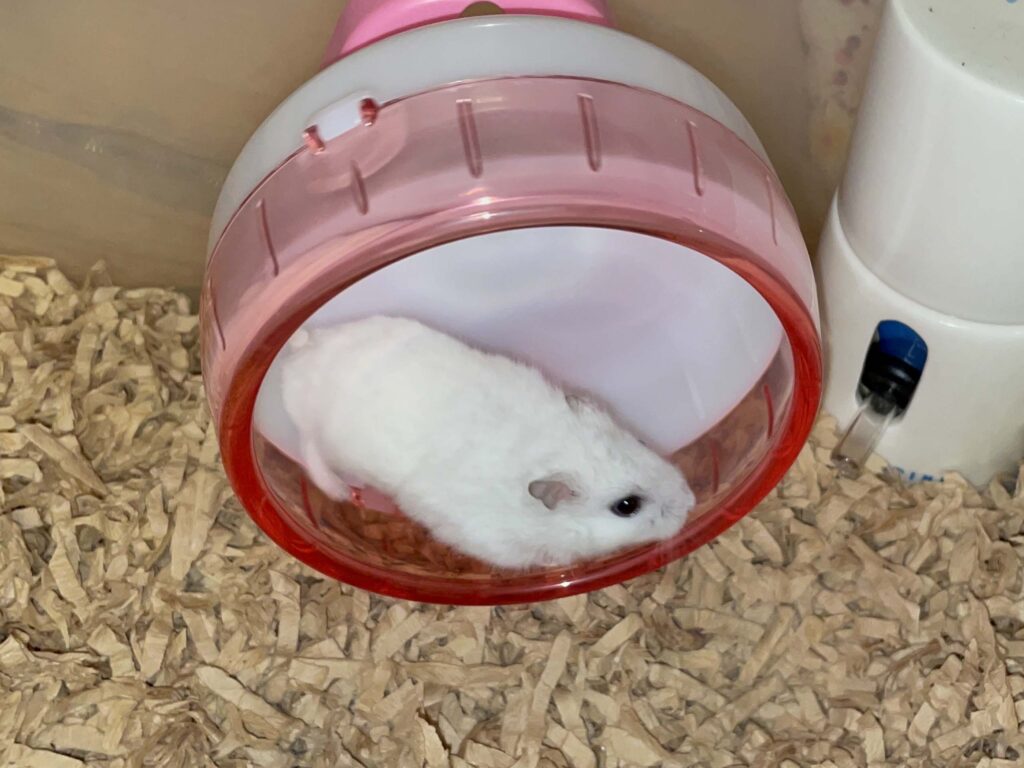 ハム公🐹（仮名）観察日記558：ハム公🐹（仮名）今日の夜遊び