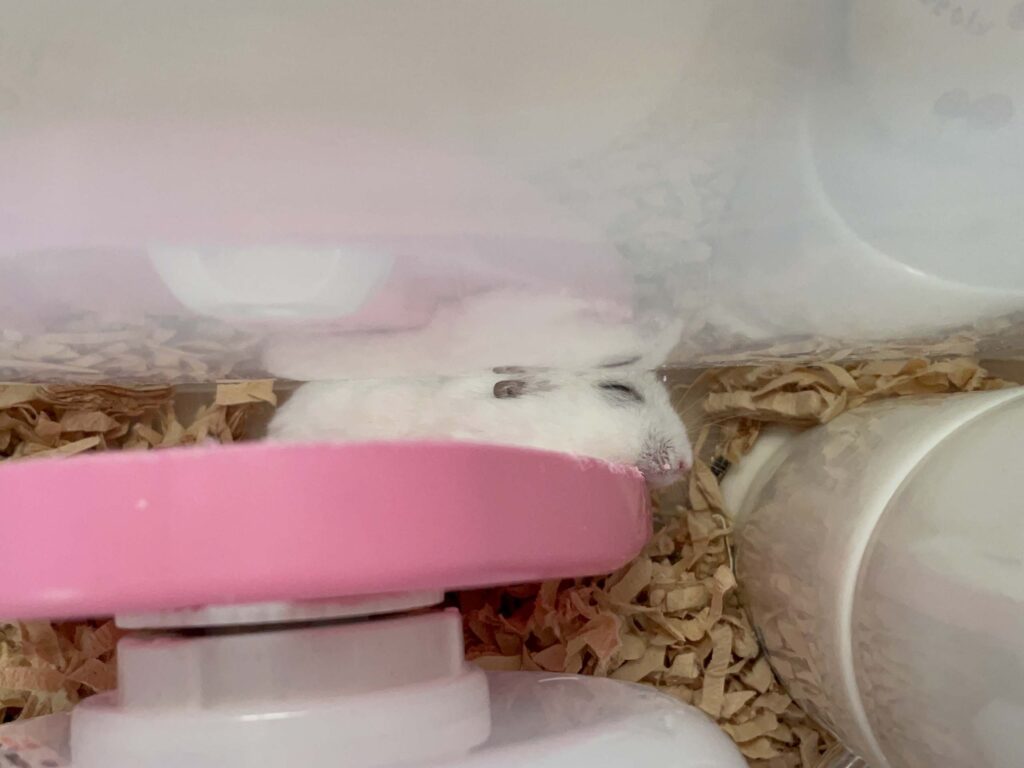 ハム公🐹（仮名）観察日記560：ハム公🐹（仮名）昼間から悪さをするの巻