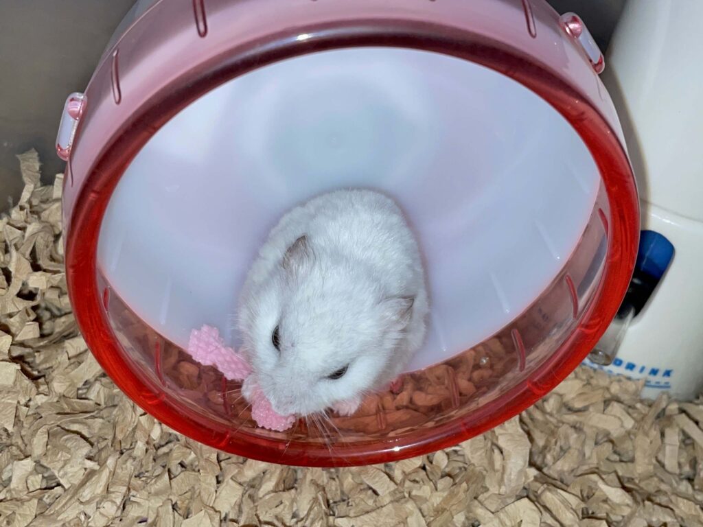 ハム公🐹（仮名）観察日記562：ハム公🐹（仮名）今日のおやつ