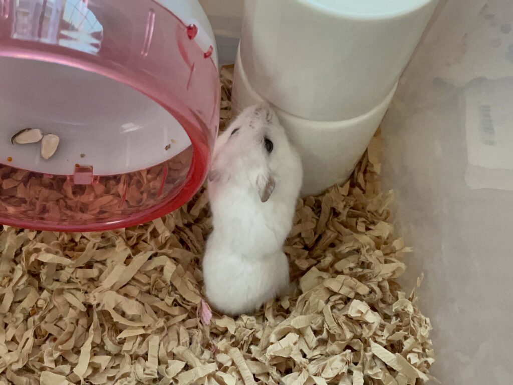 ハム公🐹（仮名）観察日記563：ハム公🐹（仮名）お気に入りの夜遊び