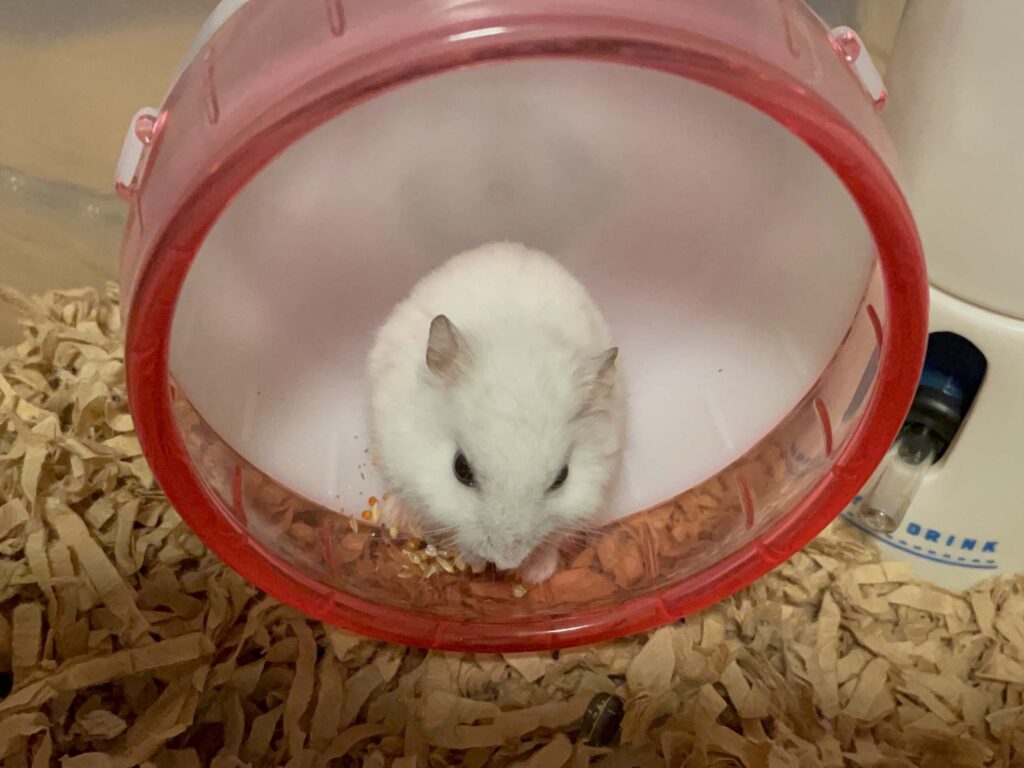 ハム公🐹（仮名）観察日記564：ハム公🐹（仮名）廻し車の上で夜遊び