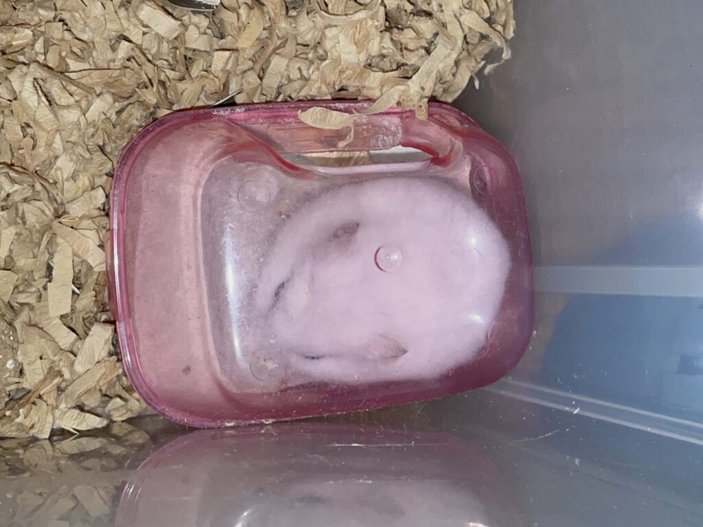 ハム公🐹（仮名）観察日記565：ハム公🐹（仮名）お砂場で餌を食べる