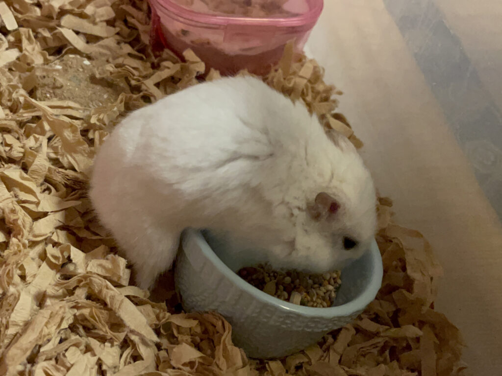ハム公🐹（仮名）観察日記567：ハム公🐹（仮名）今日の餌やり