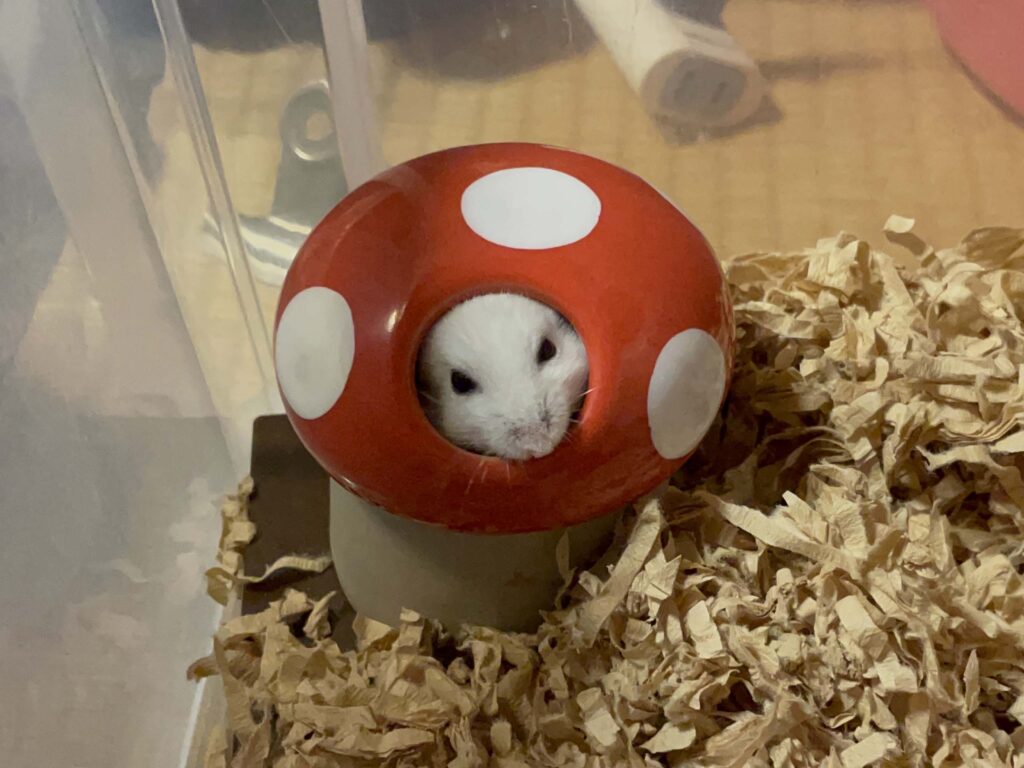 ハム公🐹（仮名）観察日記568：ハム公🐹（仮名）今日の餌やり