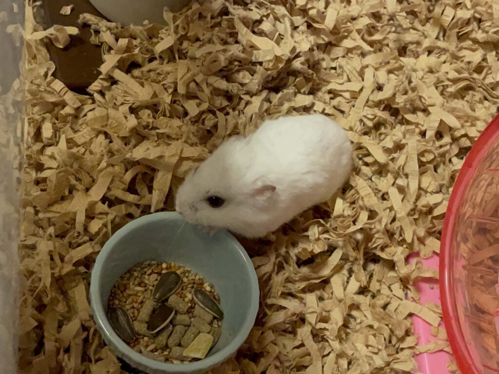 ハム公🐹（仮名）観察日記570：ハム公🐹（仮名）今日の餌やり