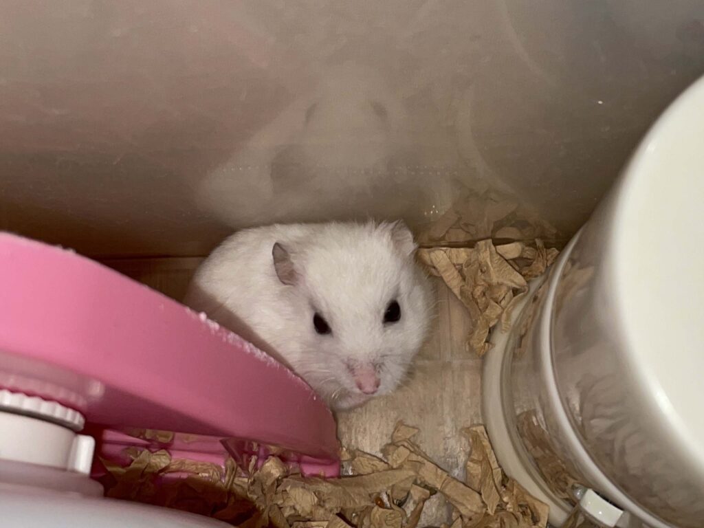ハム公🐹（仮名）観察日記571：ハム公🐹（仮名）今日の夜遊び