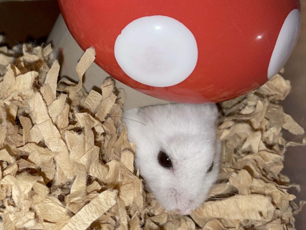 ハム公🐹（仮名）観察日記572：ハム公🐹（仮名）今日の餌やり