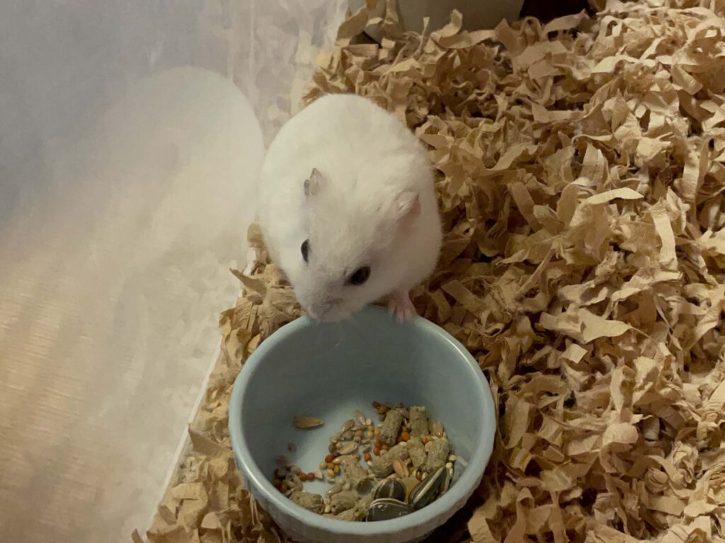 ハム公🐹（仮名）観察日記574：ハム公🐹（仮名）今日の餌やり