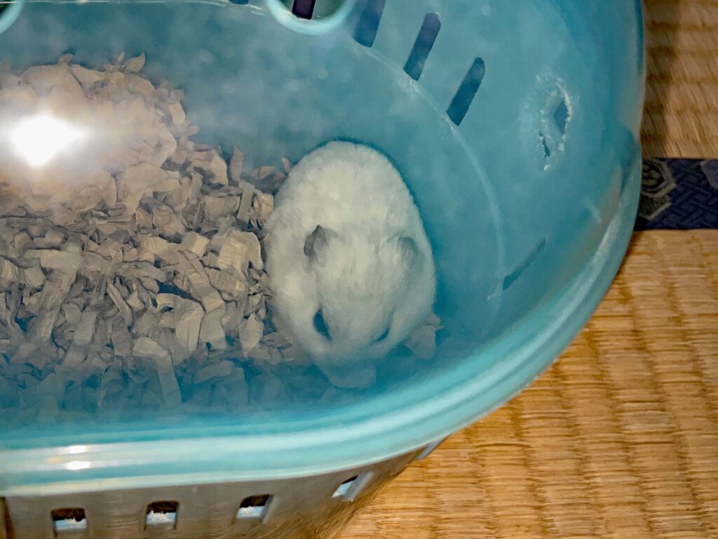 ハム公🐹（仮名）観察日記575：ハム公🐹（仮名）ケージ掃除🧹でペットキャリー