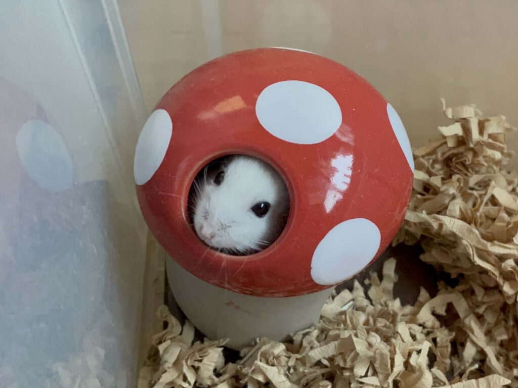 ハム公🐹（仮名）観察日記576：ハム公🐹（仮名）掃除🧹が終わってケージに戻る