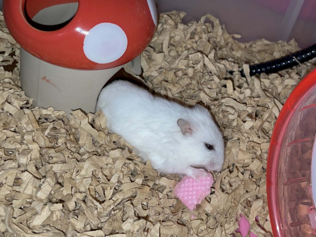 ハム公🐹（仮名）観察日記576：ハム公🐹（仮名）今日のおやつ