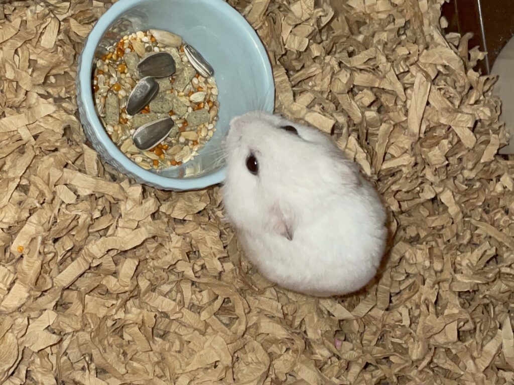 ハム公🐹（仮名）観察日記578：ハム公🐹（仮名）今日の餌やり