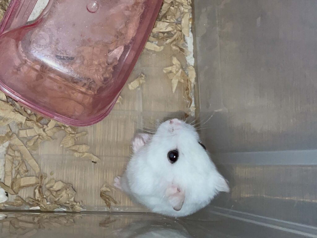 ハム公🐹（仮名）観察日記580：ハム公🐹（仮名）今日の夜遊び