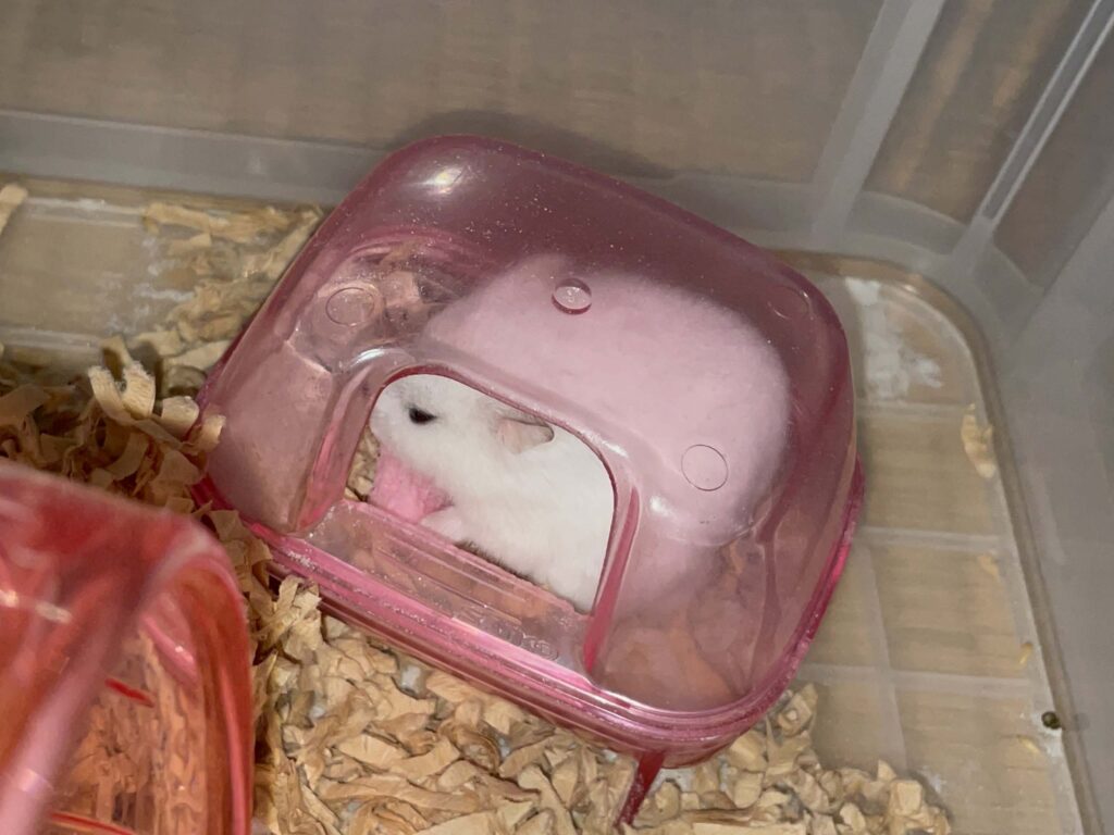 ハム公🐹（仮名）観察日記582：ハム公🐹（仮名）毛繕いに夢中でおやつに気付かないの巻