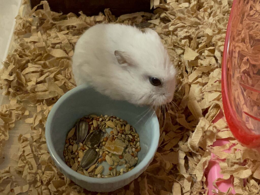 ハム公🐹（仮名）観察日記583：ハム公🐹（仮名）今日の餌やり