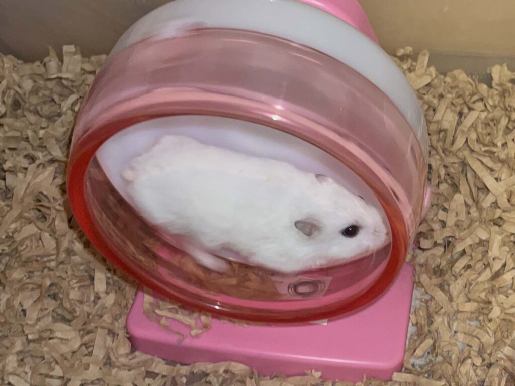 ハム公🐹（仮名）観察日記585：ハム公🐹（仮名）今日の餌やり