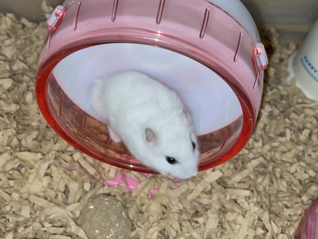 ハム公🐹（仮名）観察日記586：ハム公🐹（仮名）今日の夜遊び