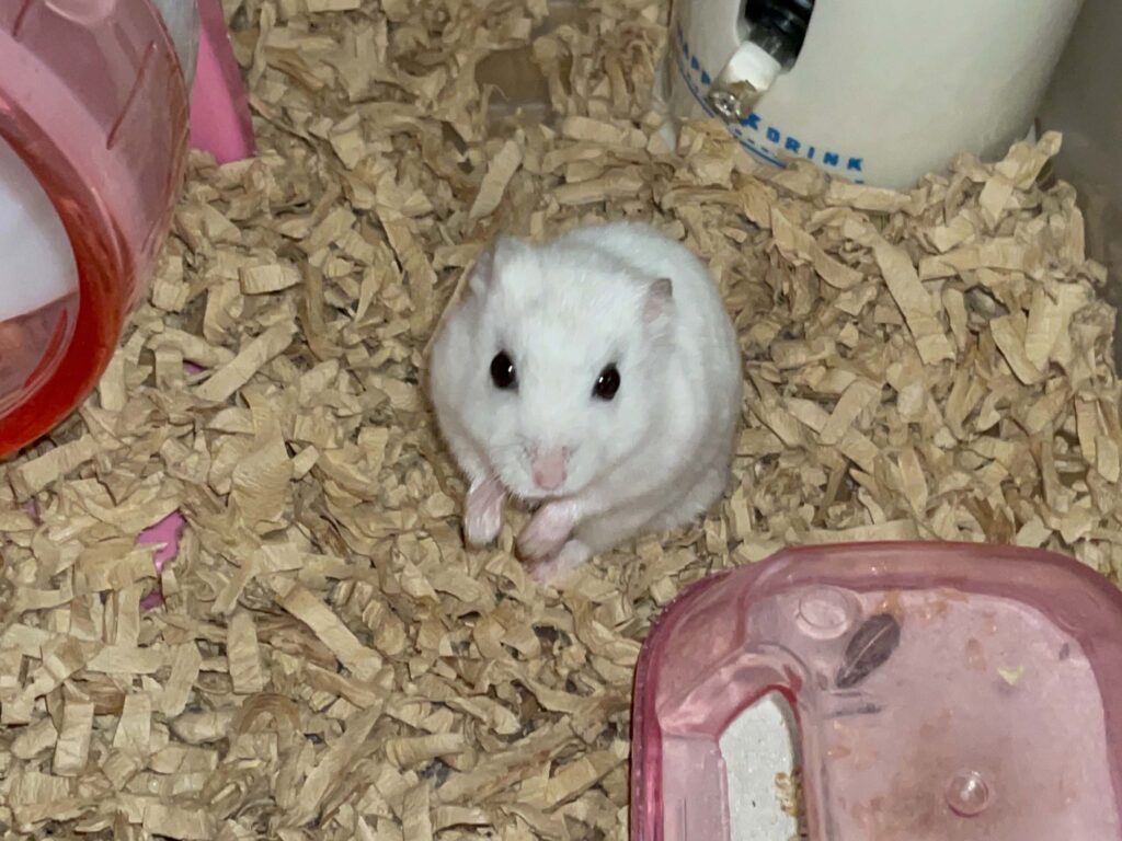 ハム公🐹（仮名）観察日記589：ハム公🐹（仮名）今日の夜遊び