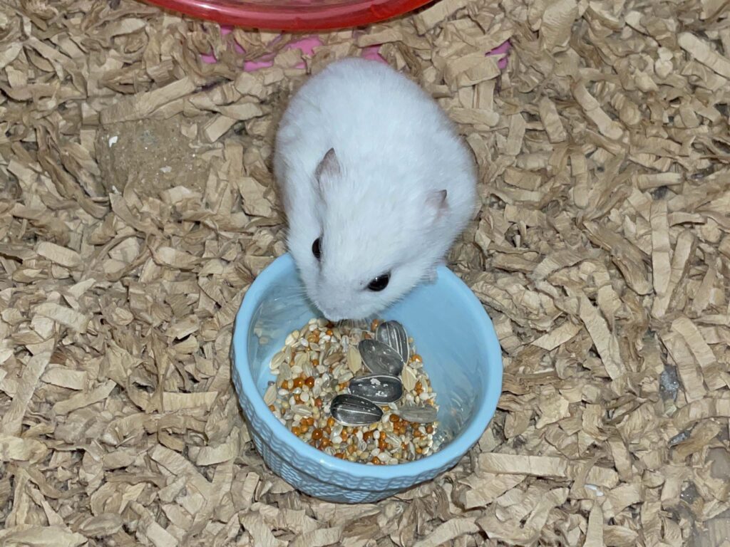 ハム公🐹（仮名）観察日記590：ハム公🐹（仮名）今日の餌やり