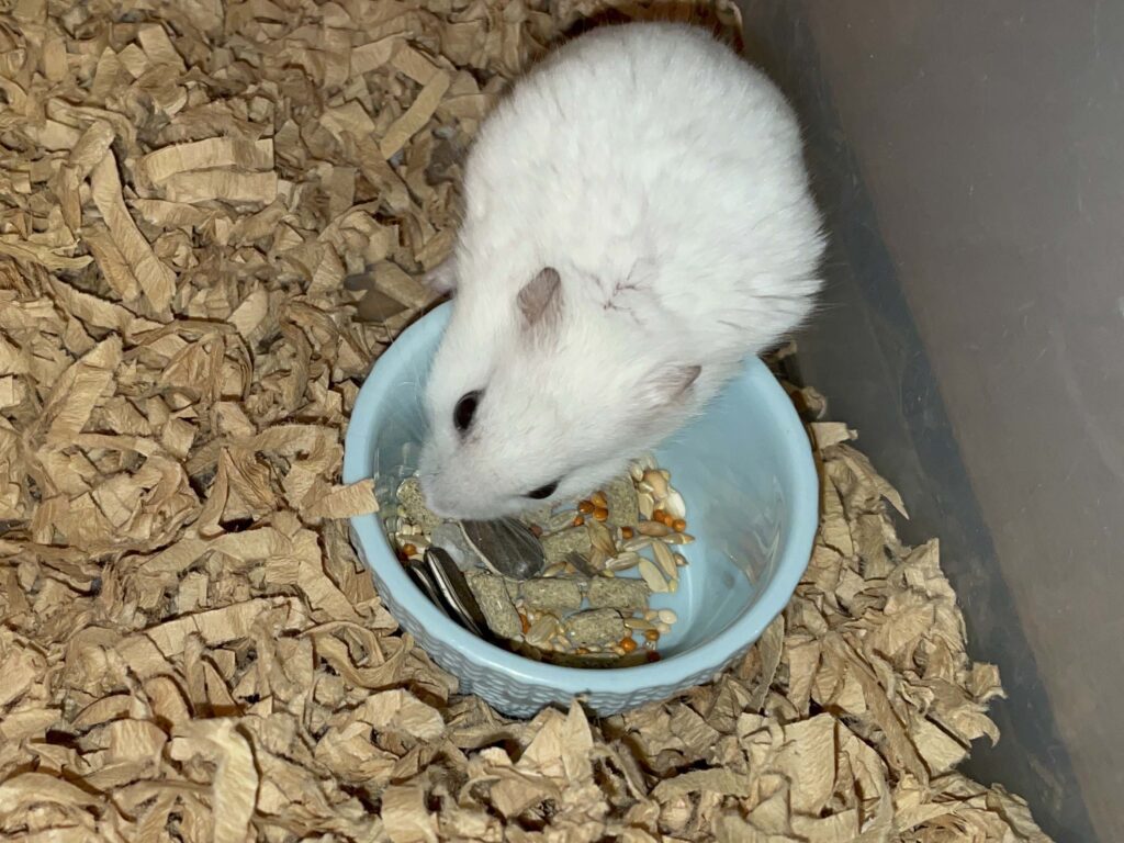 ハム公🐹（仮名）観察日記591：ハム公🐹（仮名）今日の餌やり