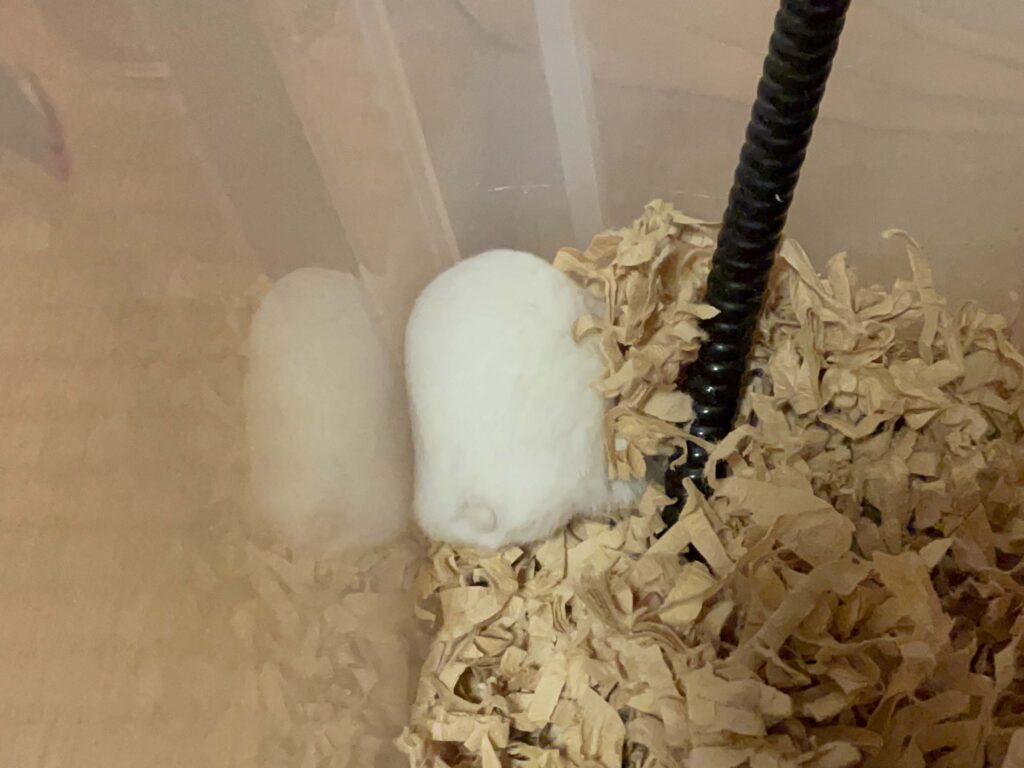 ハム公🐹（仮名）観察日記592：ハム公🐹（仮名）そこに何が有るの？