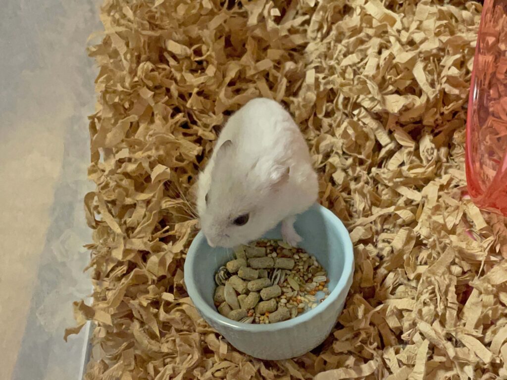 ハム公🐹（仮名）観察日記594：ハム公🐹（仮名）今日の餌やり