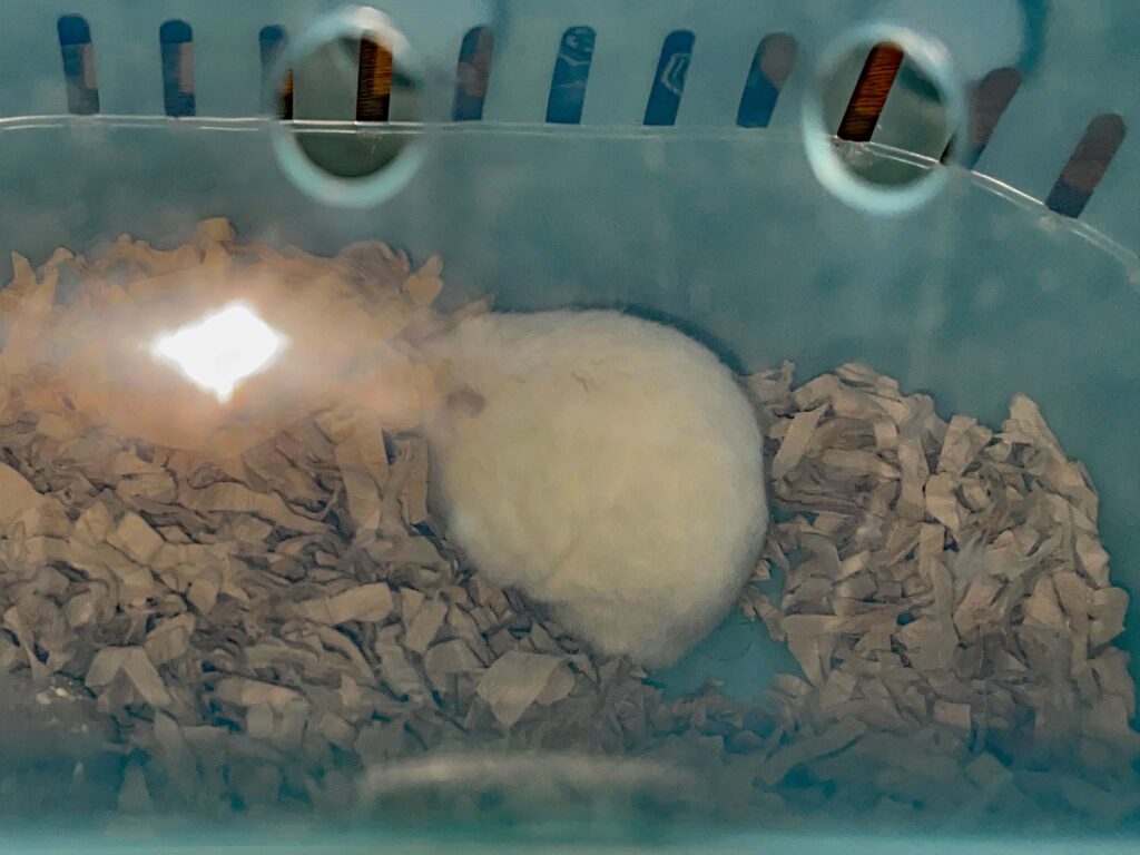 ハム公🐹（仮名）観察日記595：ハム公🐹（仮名）ケージ掃除🧹でペットキャリー