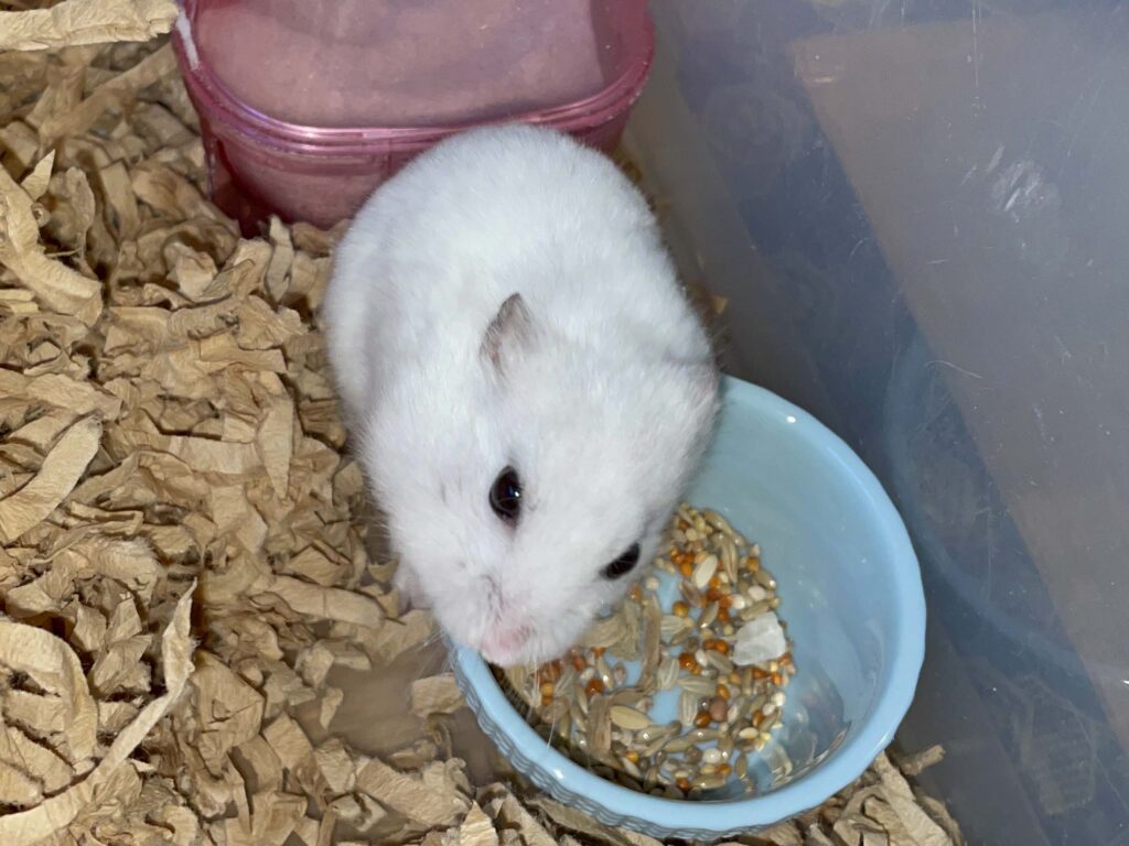 ハム公🐹（仮名）観察日記597：ハム公🐹（仮名）今日の餌やり