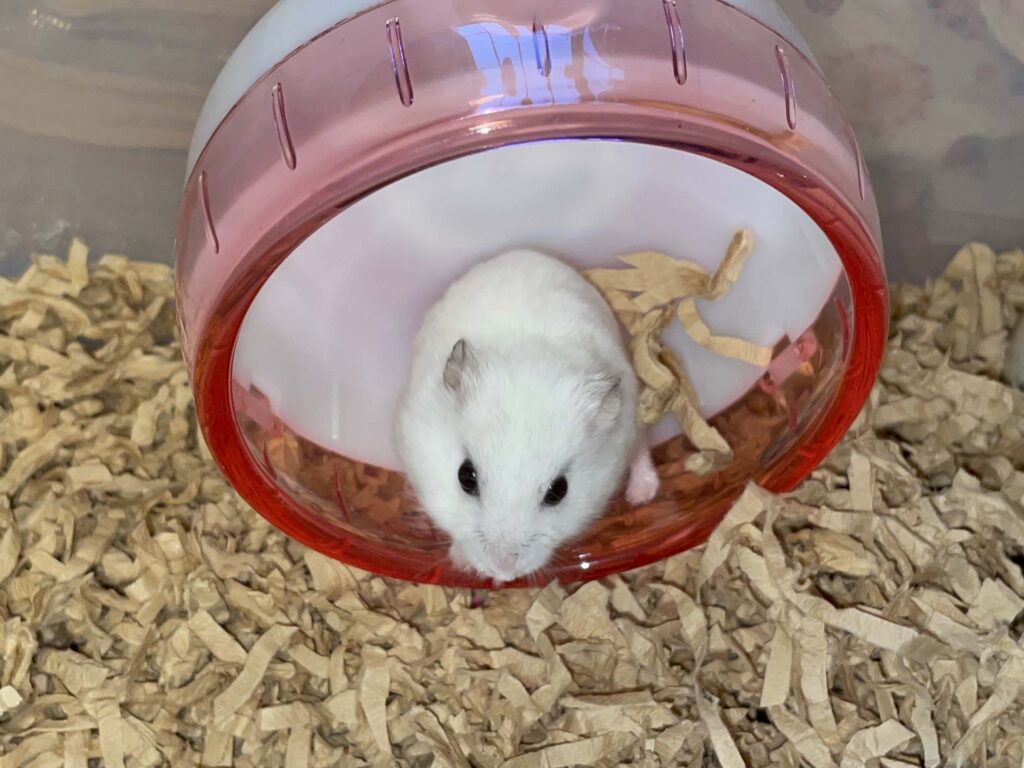 ハム公🐹（仮名）観察日記596：ハム公🐹（仮名）ケージ掃除🧹が終わってケージに戻る