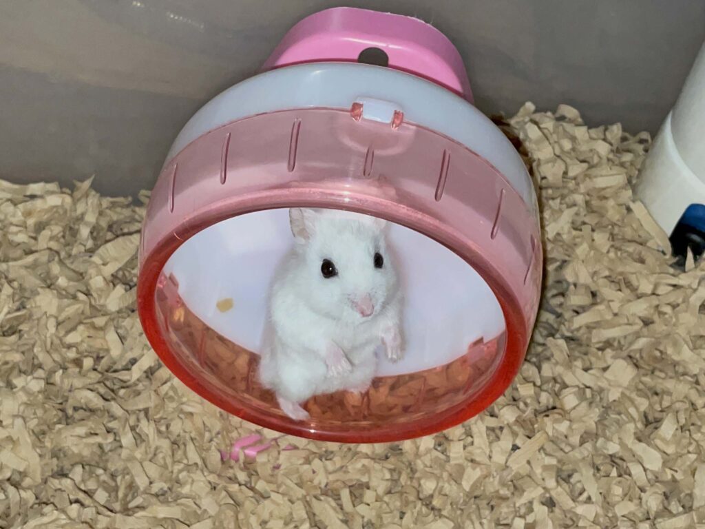 ハム公🐹（仮名）観察日記598：ハム公🐹（仮名）今日の夜遊び