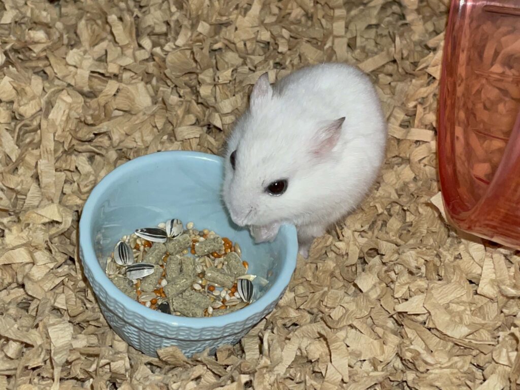ハム公🐹（仮名）観察日記599：ハム公🐹（仮名）