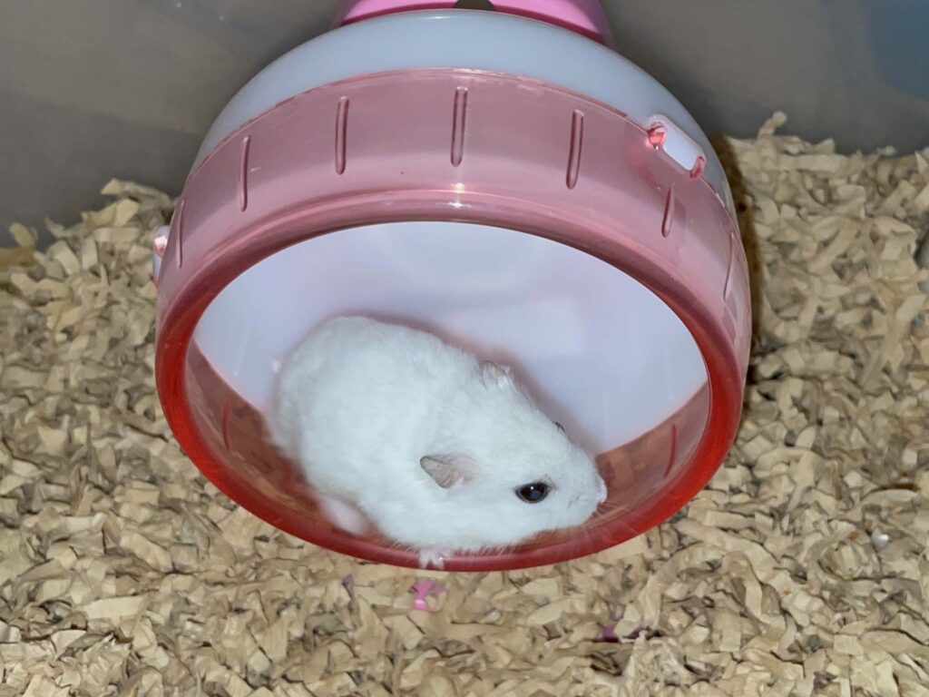 ハム公🐹（仮名）観察日記600：ハム公🐹（仮名）今日の夜遊び