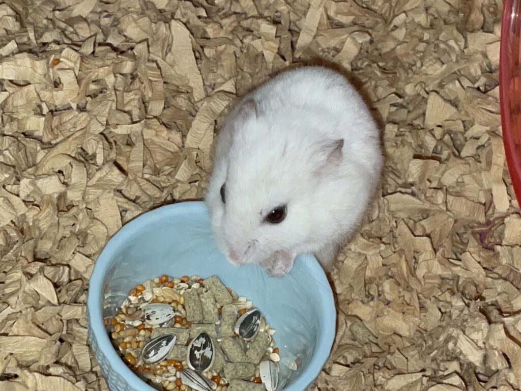 ハム公🐹（仮名）観察日記601：ハム公🐹（仮名）今日の餌やり