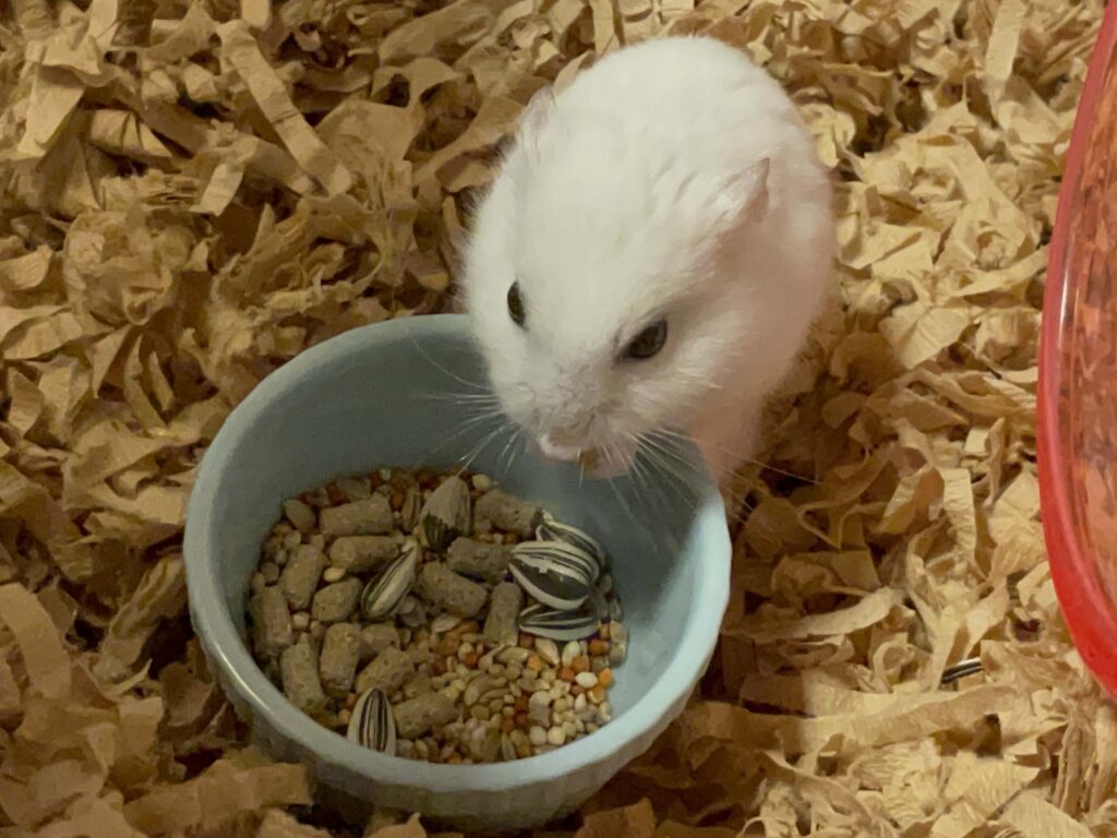 ハム公🐹（仮名）観察日記603：ハム公🐹（仮名）今日の餌やり