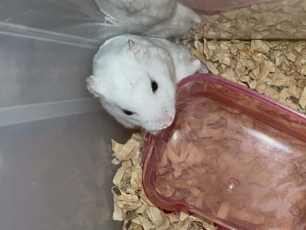 ハム公🐹（仮名）観察日記604：ハム公🐹（仮名）今日の夜遊び