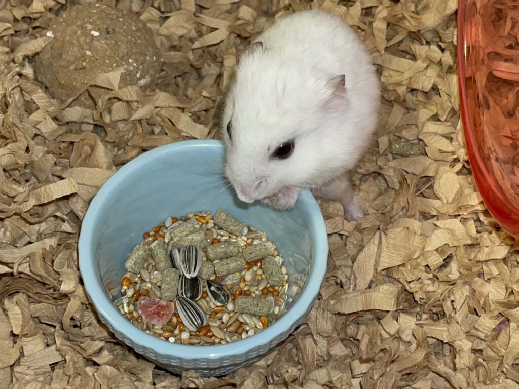 ハム公🐹（仮名）観察日記605：ハム公🐹（仮名）今日の餌やり