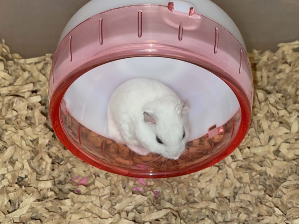ハム公🐹（仮名）観察日記608：ハム公🐹（仮名）今日の夜遊び