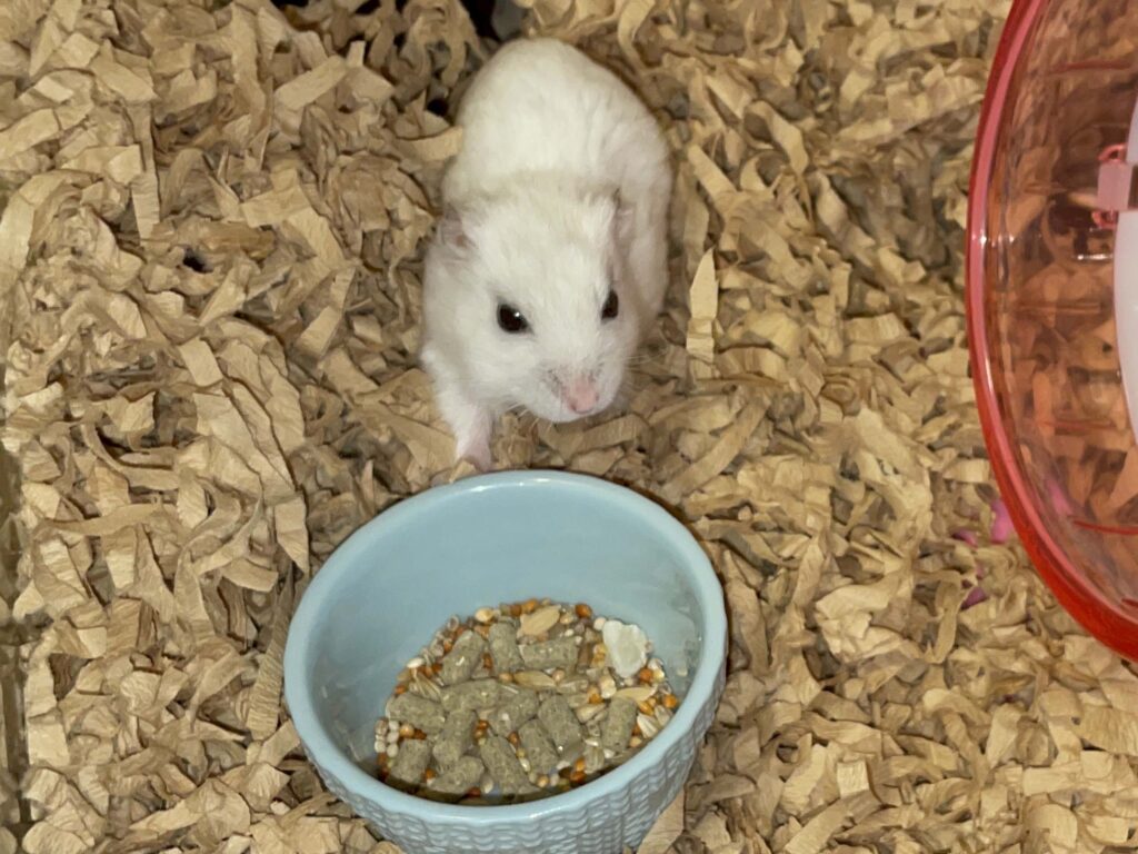 ハム公🐹（仮名）観察日記609：ハム公🐹（仮名）今日の餌やり