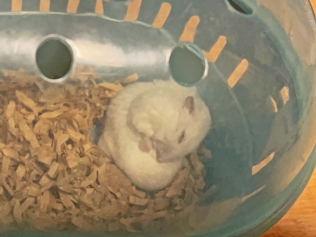ハム公🐹（仮名）観察日記610：ハム公🐹（仮名）ケージ掃除🧹でペットキャリー