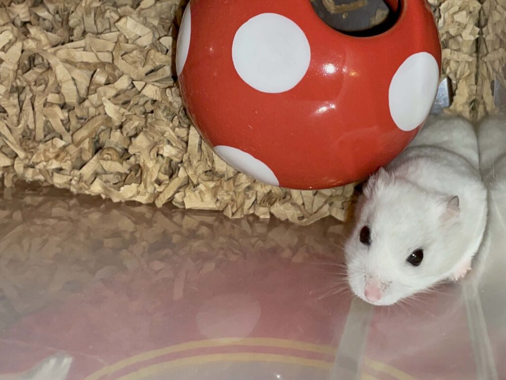 ハム公🐹（仮名）観察日記611：ハム公🐹（仮名）今日の夜遊び
