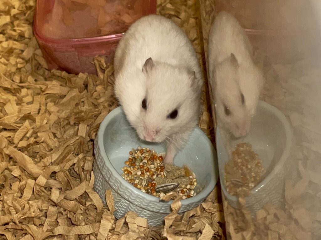 ハム公🐹（仮名）観察日記612：ハム公🐹（仮名）今日の餌やり