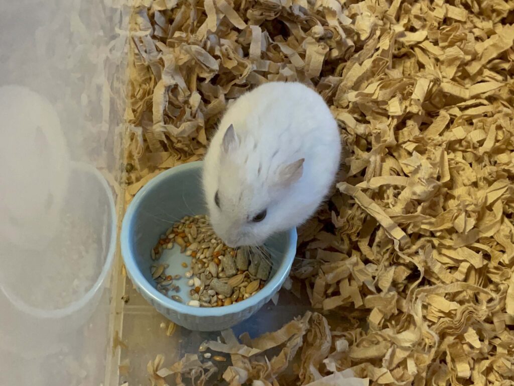 ハム公🐹（仮名）観察日記614：ハム公🐹（仮名）ケージに戻って餌をもらう