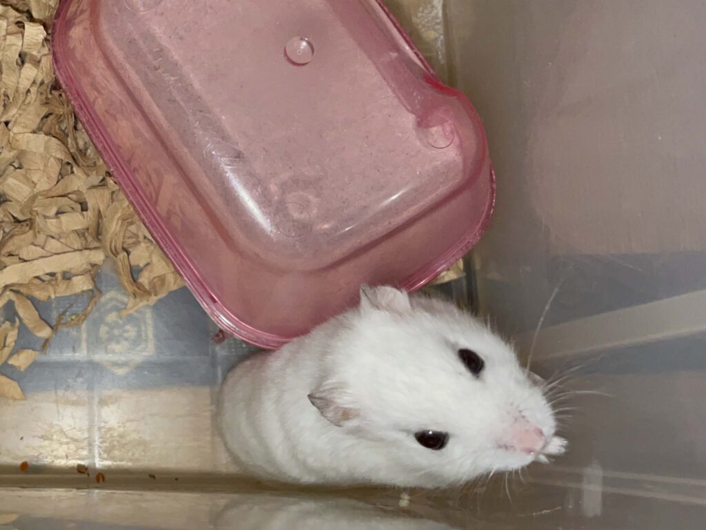 ハム公🐹（仮名）観察日記615：ハム公🐹（仮名）今日の夜遊び