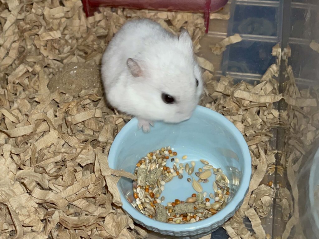 ハム公🐹（仮名）観察日記617：ハム公🐹（仮名）節分👹の豆を貰う