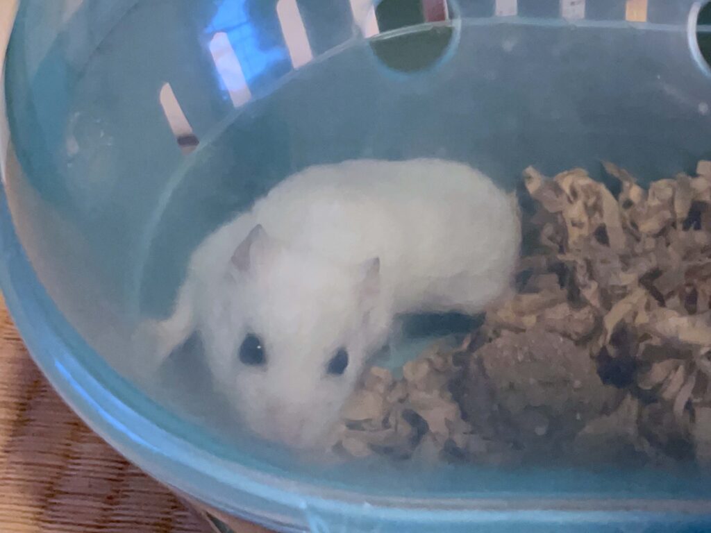 ハム公🐹（仮名）観察日記618：ハム公🐹（仮名）ケージ掃除🧹でペットキャリー