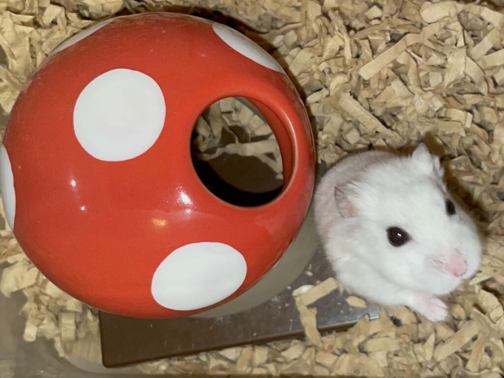 ハム公🐹（仮名）観察日記619：ハム公🐹（仮名）今日の夜遊び