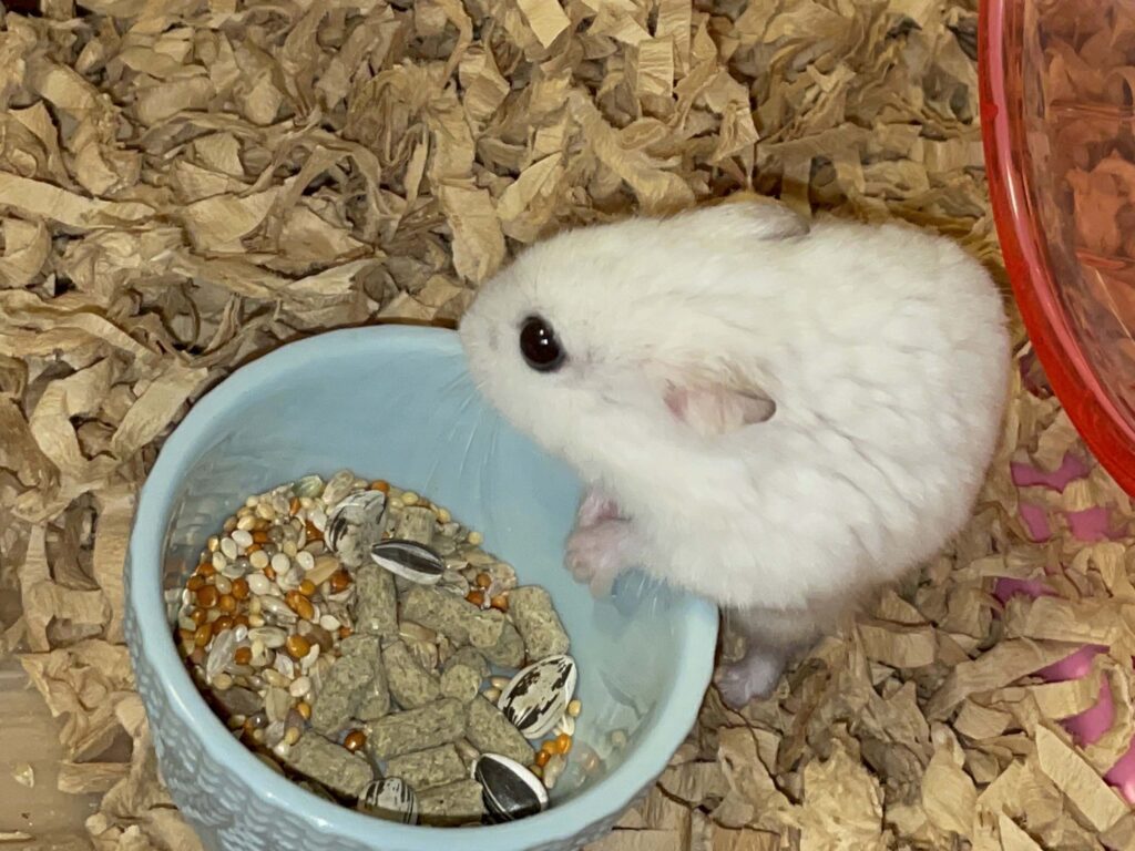 ハム公🐹（仮名）観察日記620：ハム公🐹（仮名）今日の餌やり