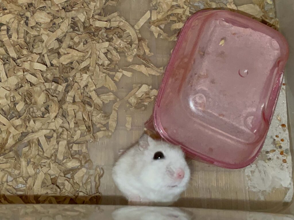 ハム公🐹（仮名）観察日記621：ハム公🐹（仮名）今日の夜遊び